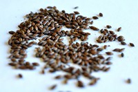Coffee Malt (British)